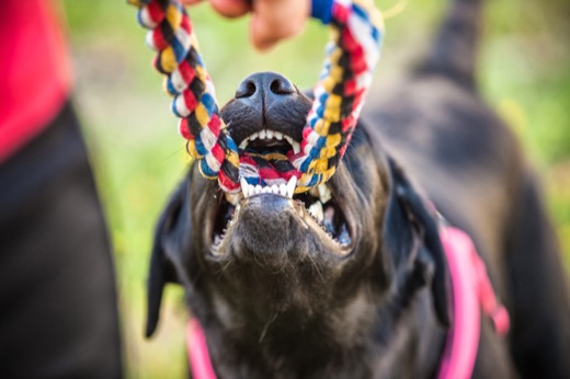 How Do I Choose a Dog Bite Attorney in Mobile, AL?